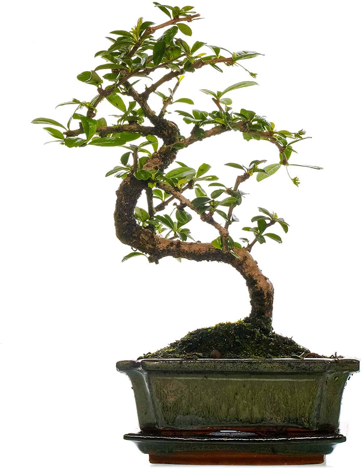 Quels sont les Bonsaïs adaptés pour un terrarium ? Plantoj