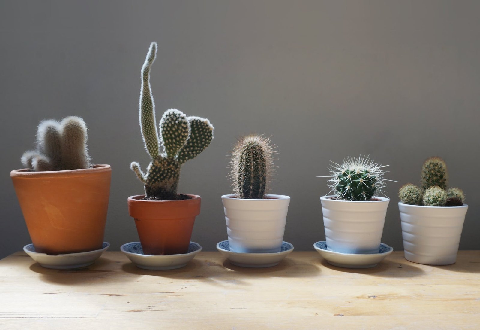 several cactus plants