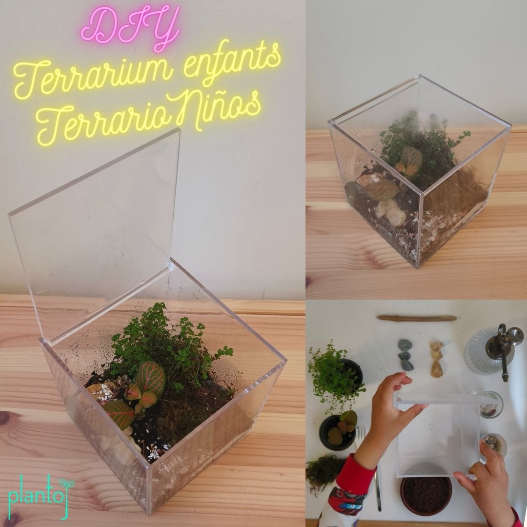Atelier Parent/Enfant : mini terrarium